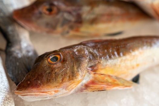 Mediterranean red tub gurnard (Chelidonichthys lucerna) sold at the market outside