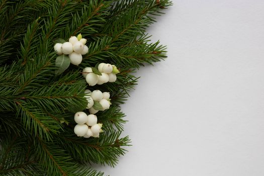 Green fir branches and white dogwood berries lie on a white background. Space for your text. New year's Christmas concept.