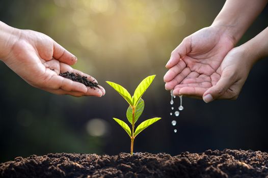 hand Watering plants tree mountain green Background Female hand holding tree on nature field grass Forest conservation concept