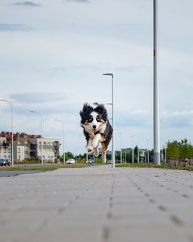 Portrait of happy run Australian Shepherd dog walking outdoors. Beautiful adult purebred Aussie Dog jump toward the camera.