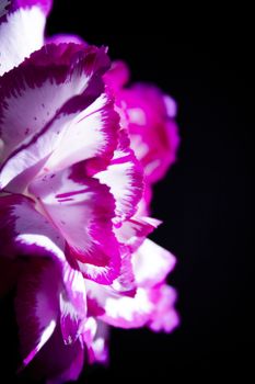 Carnation flower in white and pink color. Black background