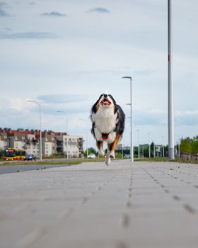 Portrait of happy run Australian Shepherd dog walking outdoors. Beautiful adult purebred Aussie Dog jump toward the camera.