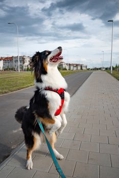 Portrait of Australian Shepherd dog while walking outdoors. Beautiful adult purebred Aussie Dog in the city.