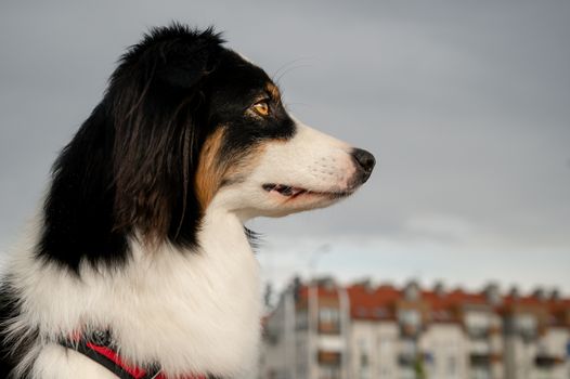 Portrait of Australian Shepherd dog while walking outdoors. Beautiful adult purebred Aussie Dog in the city.