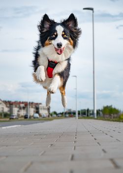 Portrait of happy run Australian Shepherd dog walking outdoors. Beautiful adult purebred Aussie Dog jump toward the camera.