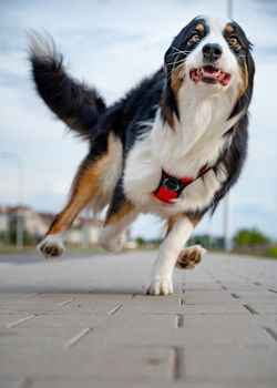 Portrait of happy run Australian Shepherd dog walking outdoors. Beautiful adult purebred Aussie Dog jump toward the camera.