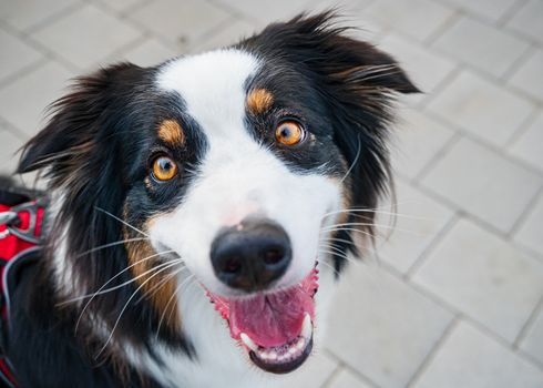 Portrait of Australian Shepherd dog while walking outdoors. Beautiful adult purebred Aussie Dog in the city.