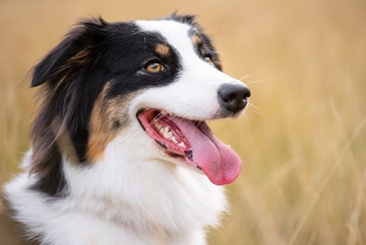 Portrait of Australian Shepherd dog in autumn meadow. Happy adorable Aussie dog sitting in grass field. Beautiful adult purebred Dog outdoors in nature.