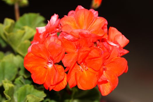 red geranium flowers close up on the dark background.