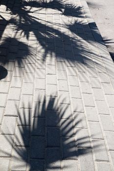 shade of palm trees on the sidewalk.