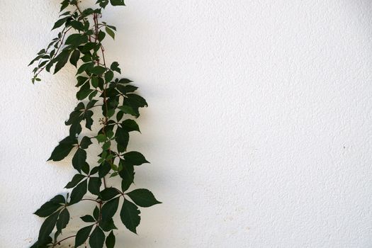 green creeping plants on white wall, copy space for mockup.