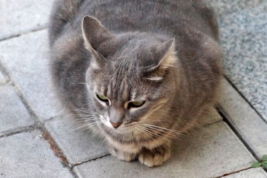 fat gray cat sitting on the street close-up