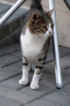 homeless black and white kitten on the street