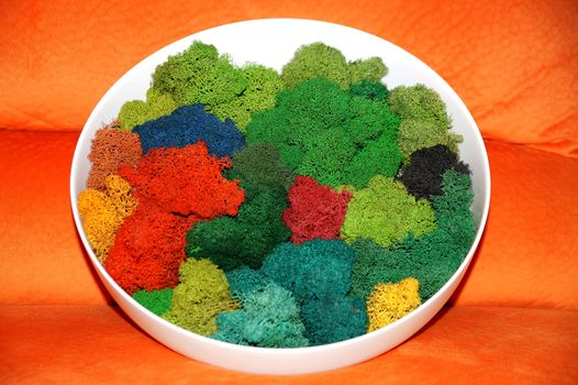colorful canned moss in a large white plate for interior decoration close up