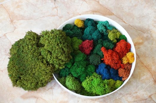 colorful canned moss in a large white plate for interior decoration close-up