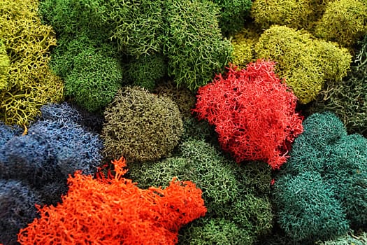 multicolored stabilized moss for ecological interior design close-up