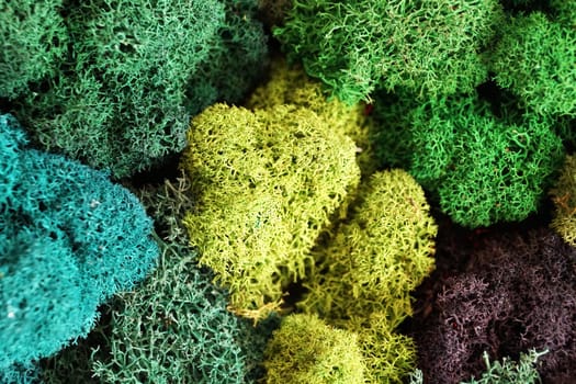 multicolored stabilized moss for ecological interior design close-up