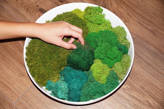 a woman's hand makes a round panel of green stabilized moss for ecological interior decoration of an office or apartment.