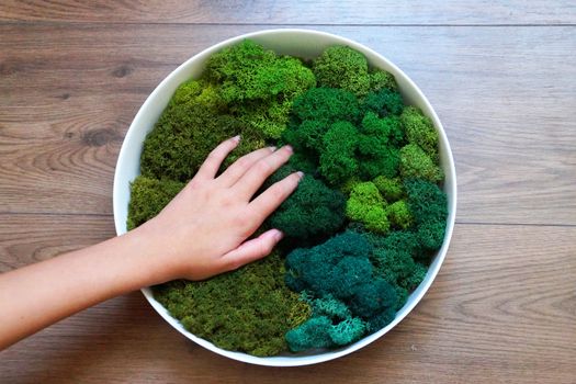 a woman's hand on the round panel of green stabilized moss for ecological interior decoration of an office or apartment.