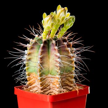 Beautiful Cactus Flowers in Flower Pot Blooming Isolated on Black Background. Gymnocalycium Flower buds with three blossoms.