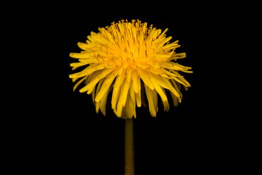 Dandelion Flower open. Yellow Flower head of dandelion disclosed. Macro shot on black background. Spring scene in studio.