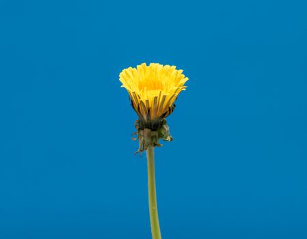 Dandelion Flower open. Yellow Flower head of dandelion disclosed. Macro shot on blue background. Spring scene in studio.