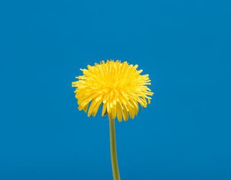 Dandelion Flower open. Yellow Flower head of dandelion disclosed. Macro shot on blue background. Spring scene in studio.