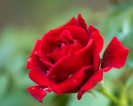 Beautiful red roses in the garden with rain drops of water on the green leaf. Bouquet of roses for Valentine Day - outdoors.