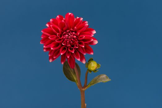 Blooming Red Flower. Beautiful Dalia opening up. Growing blossom big flower with green leaves on blue background.