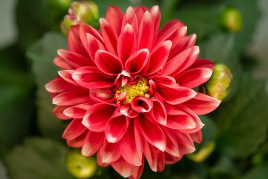 Blooming Red Flower. Beautiful Dalia opening up. Growing blossom big flower on green leaves background. Top view.