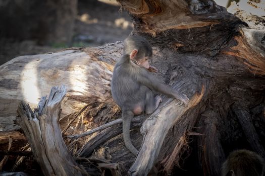 A baby Hamadryas Baboon playing outside on a fallen tree branch