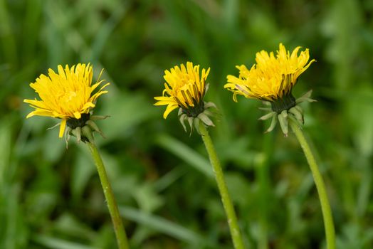 Three yellow dandelion flowers in nature on meadow. Dandelions field on spring sunny day. Blooming dandelion on green background.