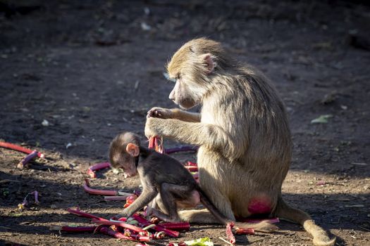 A baby Hamadryas Baboon playing outside with their family unit