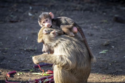 A baby Hamadryas Baboon playing outside with their family unit