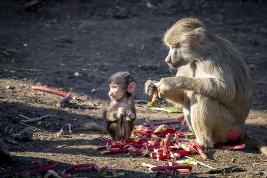 A baby Hamadryas Baboon playing outside with their family unit