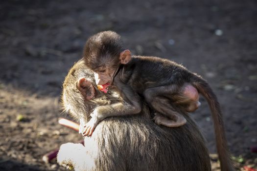 A baby Hamadryas Baboon playing outside with their family unit