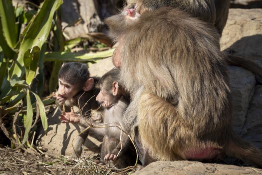 A baby Hamadryas Baboon playing outside with their family unit