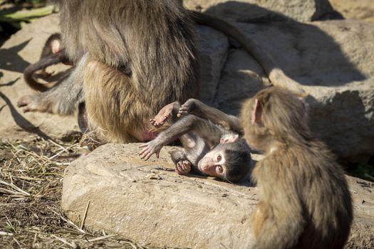 A baby Hamadryas Baboon playing outside with their family unit