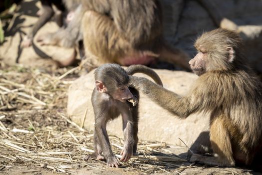 A baby Hamadryas Baboon playing outside with their family unit