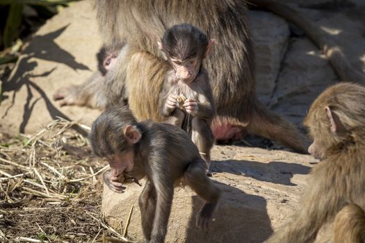 A baby Hamadryas Baboon playing outside with their family unit