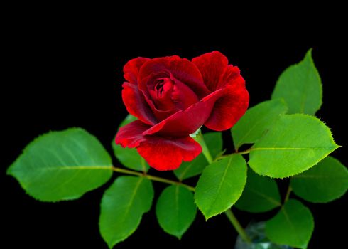 Single beautiful red rose with green leaves on a black background - close up studio photo.