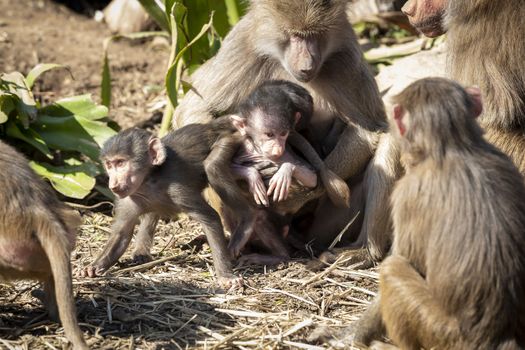 A baby Hamadryas Baboon playing outside with their family unit