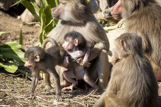 A baby Hamadryas Baboon playing outside with their family unit