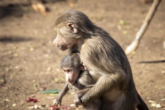 A baby Hamadryas Baboon playing outside with their family unit