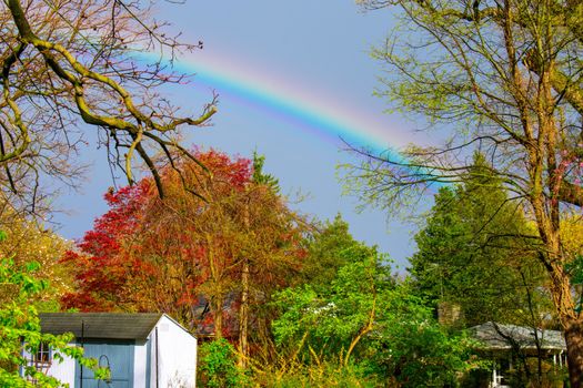 A Bright Rainbow In-Between Green Trees on a Clear Blue Sky