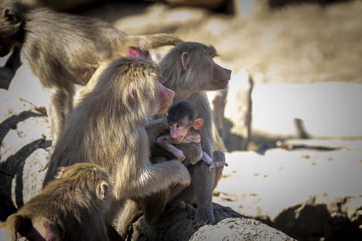 A baby Hamadryas Baboon playing outside with their family unit