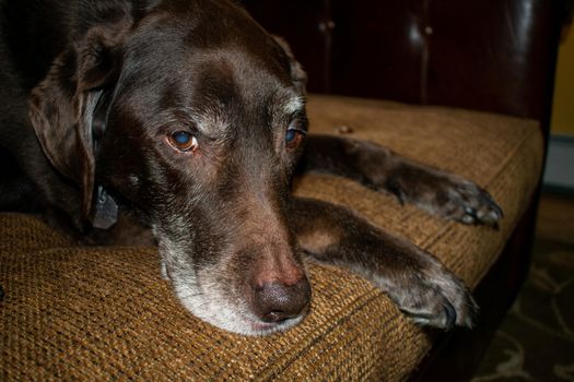 An Old Chocolate Lab Dog Laying on a Couch