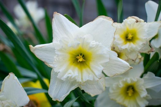 A Close Up Shot of a White Tulip With a Yellow Center and Frayed Edges