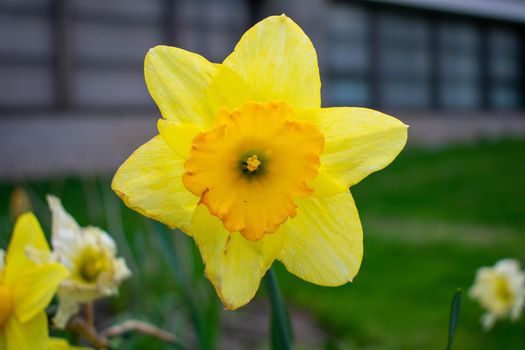 A Close Up Shot of a Bright Yellow Tulip on a Freshly Mowed Lawn in Spring