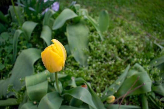 The Bulb of a Yellow TUlip Sitting in a Patch of Fresh Plants